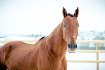 portrait of beautiful red don mare horse on paddock in winter