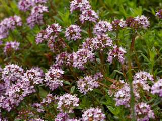 Le Serpolet (Thymus serpyllum)