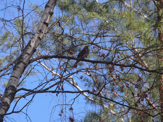 Thrush sitting on a tree branch in the forest.