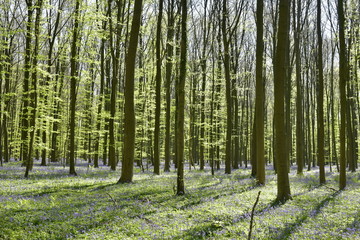 Obraz premium Jeunes hêtres à contre-jour contrastant avec le feuillage vert sous la lumière et surtout le mauve des millions de jacinthes sauvages à leurs pied à la forêt d'Hallerbos près de Halless