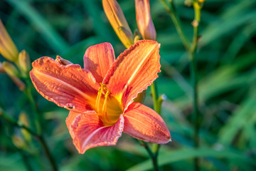 Tiger lily or day lily whichever you prefer at peak bloom.