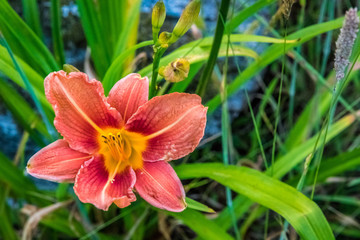 Obraz premium Tiger lily or day lily whichever you prefer at peak bloom.