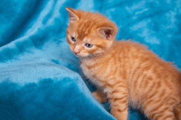 Chaton roux