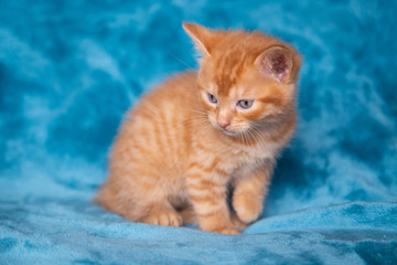Chaton roux