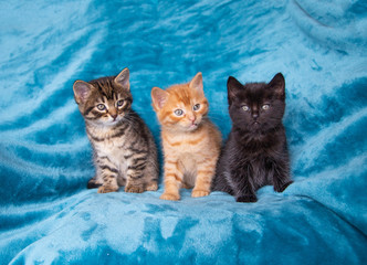 Trio de chatons