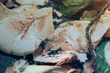 Close up to Coconut peel on the table after being peeled to make coconut juice.