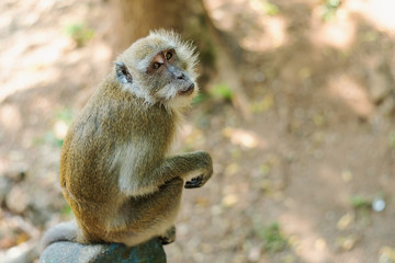 Asia monkey wildlife