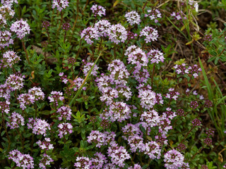 Petites fleurs bleues du thym serpolet (Thymus serpyllum)