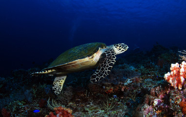 Obraz na płótnie Canvas Hawksbill turtle - Eretmochelys imbricata. Komodo island, Indonesia.