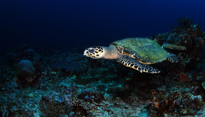 Naklejka na ściany i meble Hawksbill turtle - Eretmochelys imbricata. Komodo island, Indonesia.