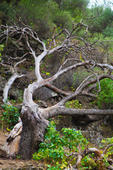 Obraz premium Twisted tree