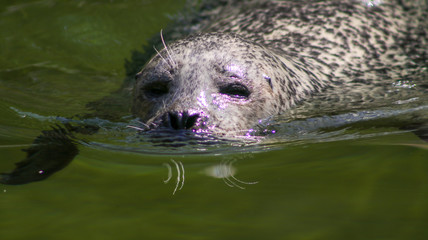 Fototapeta premium Robbe