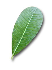 Obraz premium Champa leaves on a separate white background.