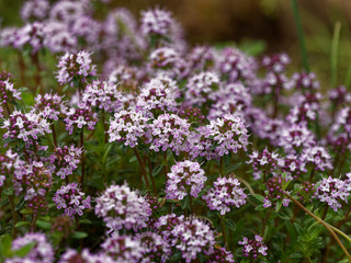 Obraz premium Thymus serpyllum - Coussin gazonnant de petites feuilles opposées et fleurs bleues du Serpolet 