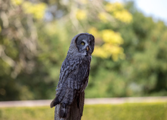 Great grey owl (Strix nebulosa). Night birds of prey