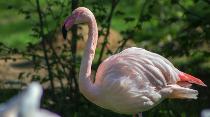 Flamingo 