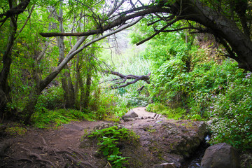 Green beautiful forest