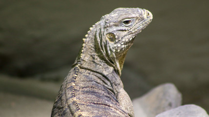 Echse