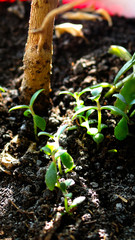 young plant in soil