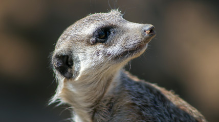 Erdmännchen 