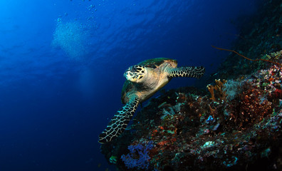 Hawksbill turtle - Eretmochelys imbricata. Komodo island, Indonesia.