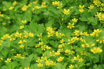 キツネノボタン