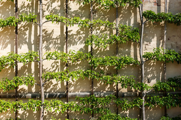 Stone wall with lush green plants and wooden lattice in springtime