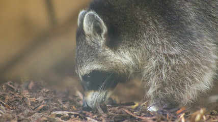 Fototapeta premium Waschbär