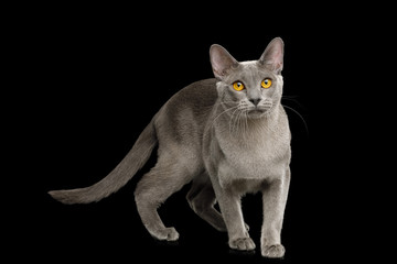 Gray Cat Burmese walk of full length on isolated black background, side view