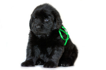 Newfoundland puppy dog sitting and looking sideways, on a white background. Green ribbon tied.