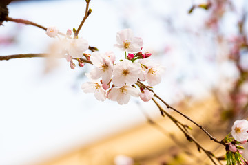 Cherry blossom in spring for background or copy space for text