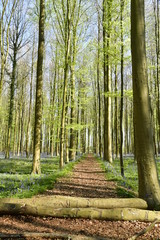 Deux troncs d'arbre barrant un chemin traversant la nature idyllique de la forêt de hêtres au Hallerbos près de Halle