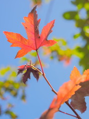 Colorful Maple leaves blossom on branch with blue sky background, Khop Dong hill tribe village, Doi Ang Khang, Chiang Mai, northern of Thailand.