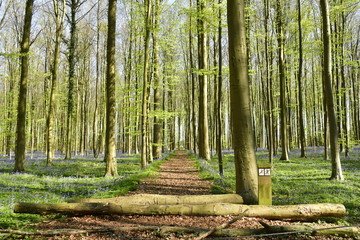 Deux troncs d'arbre barrant un chemin traversant la nature idyllique de la forêt de hêtres au Hallerbos près de Halle