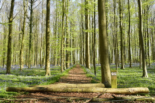 Deux troncs d'arbre barrant un chemin traversant la nature idyllique de la for&ecirc;t de h&ecirc;tres au Hallerbos pr&egrave;s de Halle