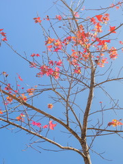 Colorful Maple leaves blossom on branches with blue sky background, Khop Dong hill tribe village, Doi Ang Khang, Chiang Mai, northern of Thailand.