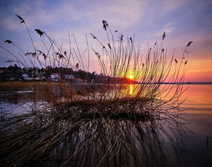 reeds by the sea in the foreground and sunset in the background