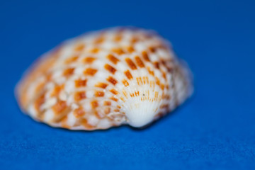 Blurred seashell on blue background