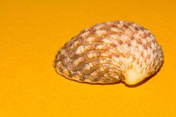 Seashell on yellow background