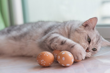 Fototapeta na wymiar Cat with Easter eggs.funny and happy. 