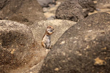 moroccan squirrel  Barbary ground squirrel 