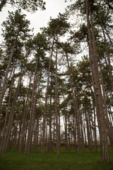 Pine tree forest