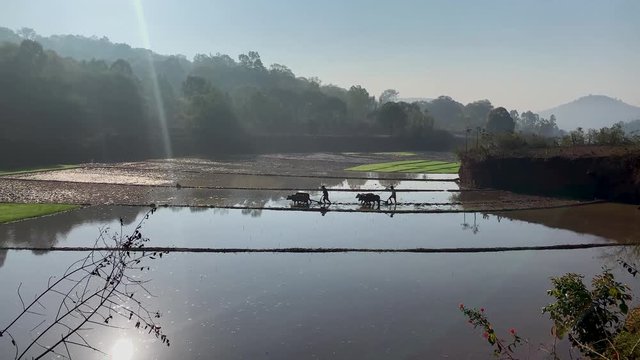 rice planting in India, oxes pulling, tc01
