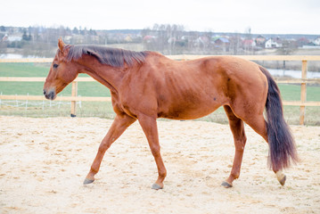 portrait of red budyonny mare horse