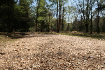 Gravel road in the forest