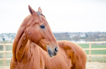 budyonny mare horse in paddock