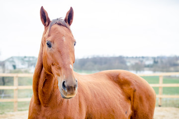 portrait of budyonny horse