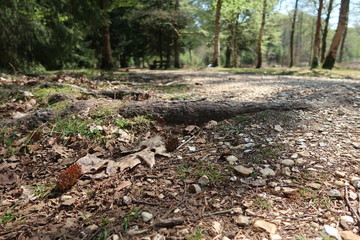 Gravel path in woods