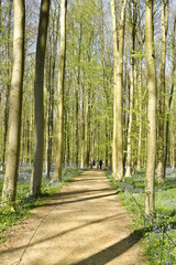 Promenade sur une route en terre traversant la forêt de hêtres parsemés par des milliers de jacinthes sauvage mauves tapissant le sol au Hallerbos près de Halles