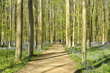 Promenade sur une route en terre traversant la forêt de hêtres parsemés par des milliers de jacinthes sauvage mauves tapissant le sol au Hallerbos près de Halles